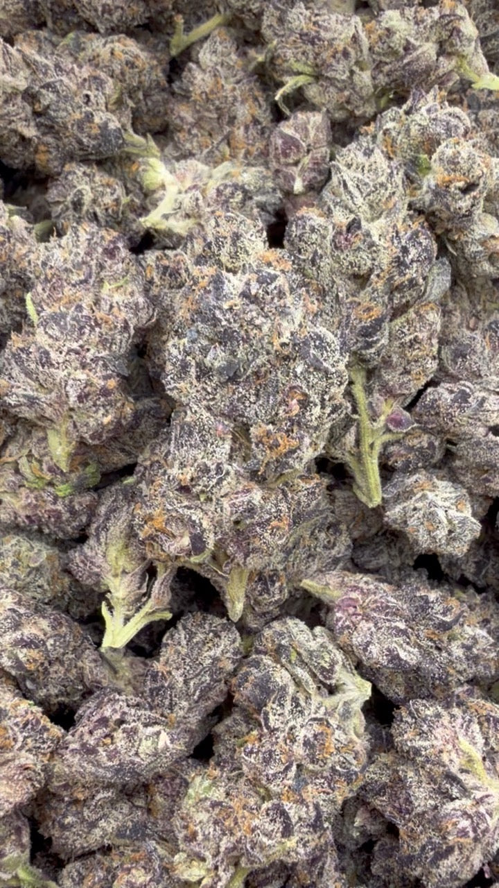 Indoor Exotic Purple Jack - Bulk - Hybrid